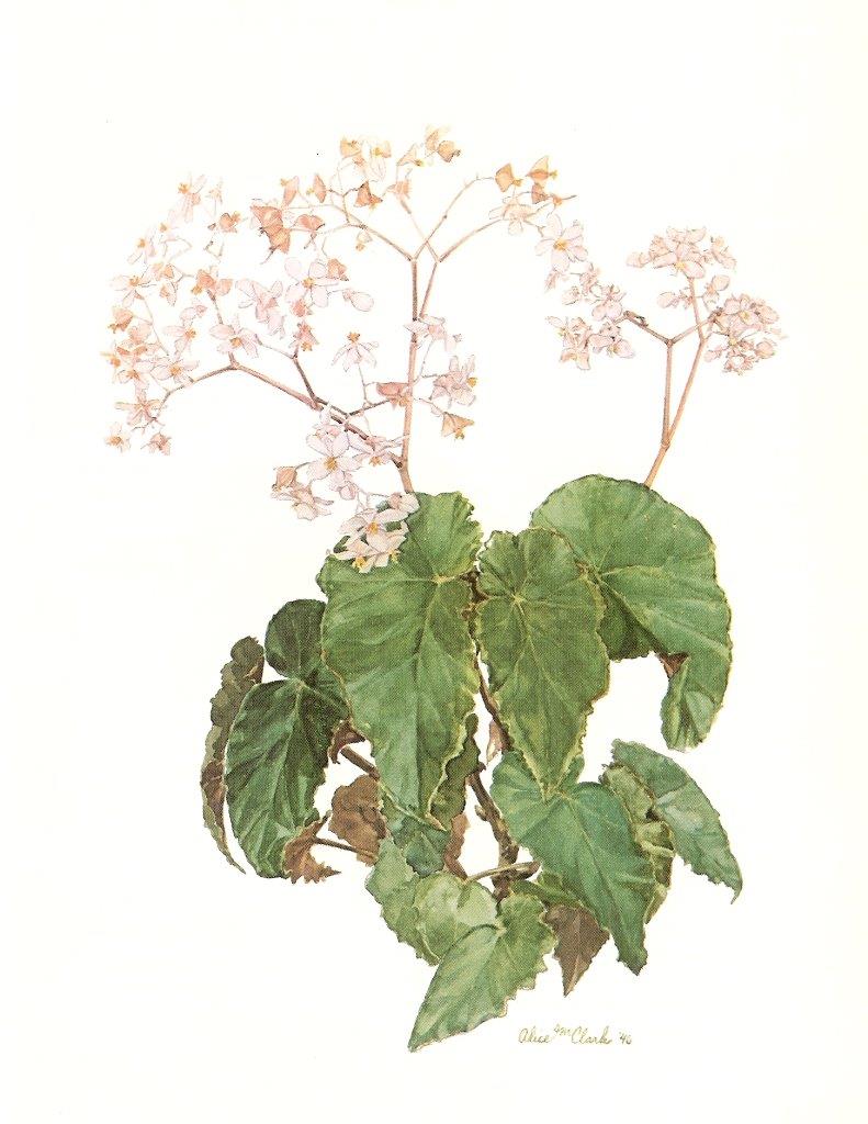 B. Undemille